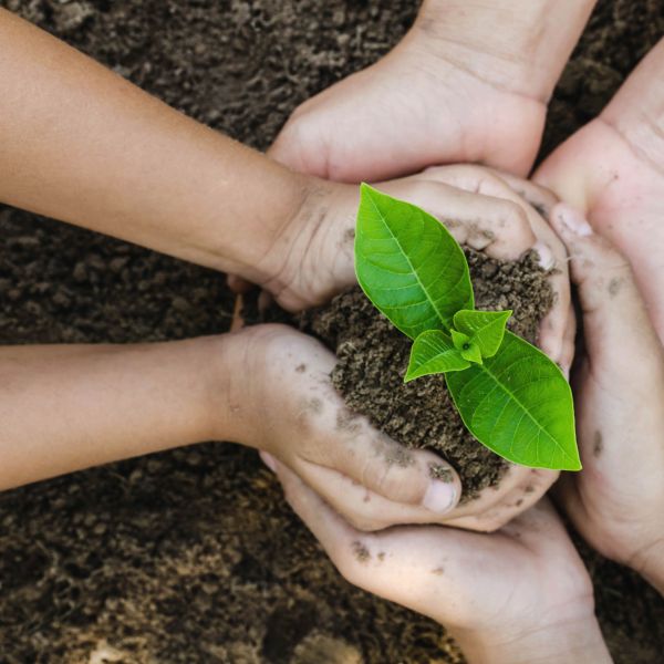 3 Händepaare halten gemeinsam eine zarte Pflanze